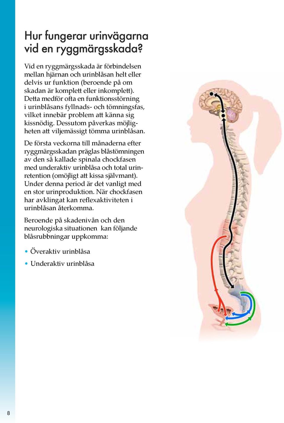 De första veckorna till månaderna efter ryggmärgsskadan präglas blåstömningen av den så kallade spinala chockfasen med underaktiv urinblåsa och total urinretention (omöjligt att kissa självmant).