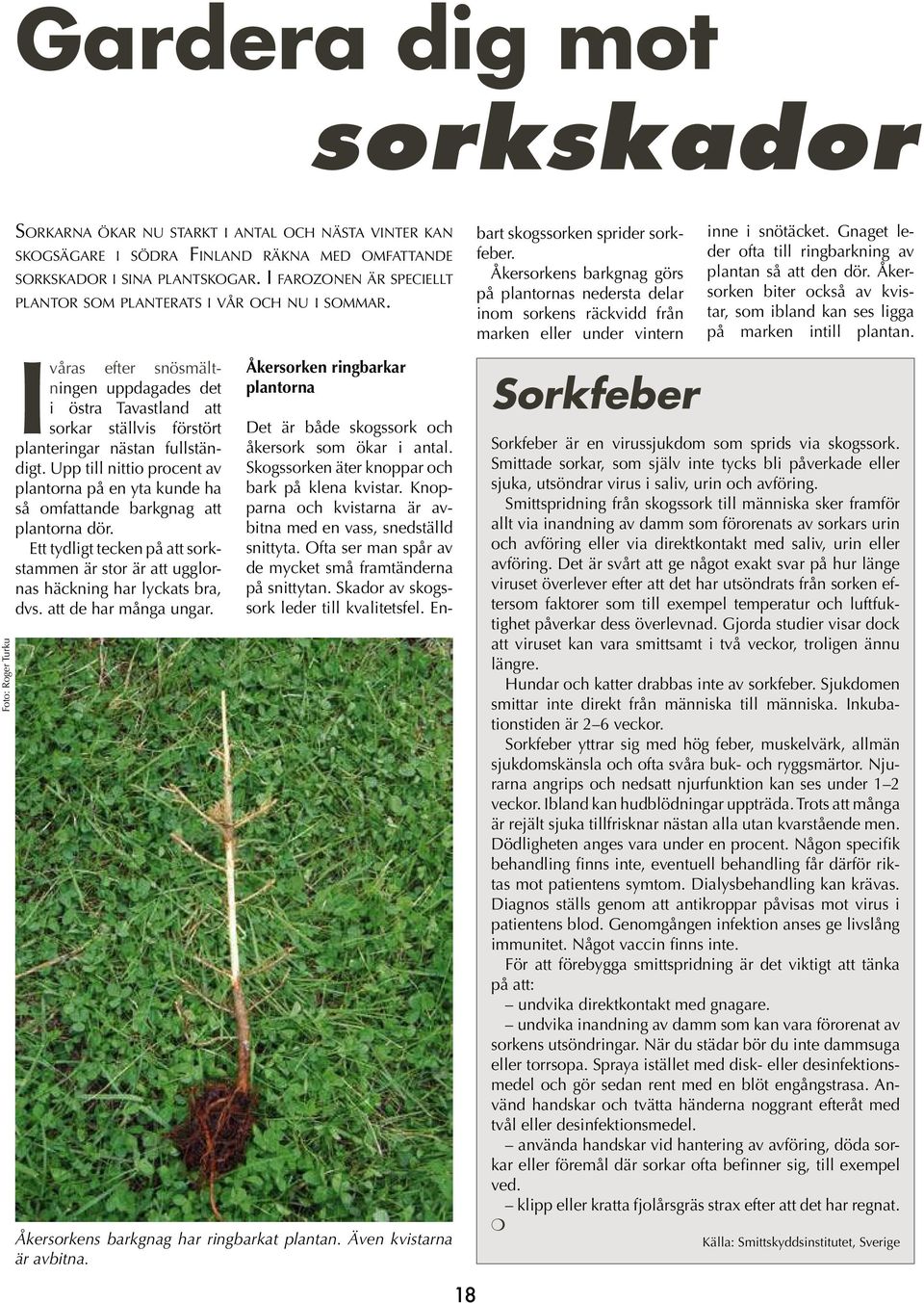 Knopparna och kvistarna är avbitna med en vass, snedställd snittyta. Ofta ser man spår av de mycket små framtänderna på snittytan. Skador av skogssork leder till kvalitetsfel.