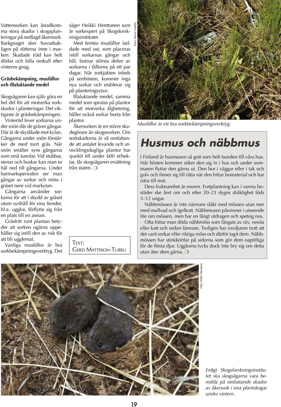 Det viktigaste är gräsbekämpningen. Vintertid lever sorkarna under snön där de gräver gångar. Där är de skyddade mot kylan. Gångarna under snön förstärker de med torrt gräs.