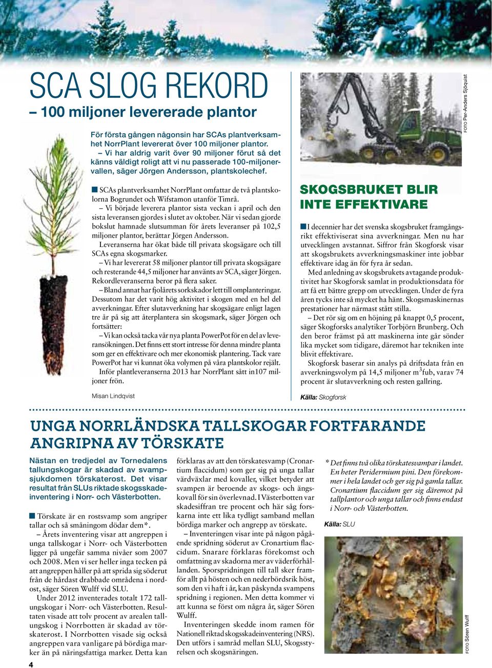 SCAs plantverksamhet NorrPlant omfattar de två plantskolorna Bogrundet och Wifstamon utanför Timrå.