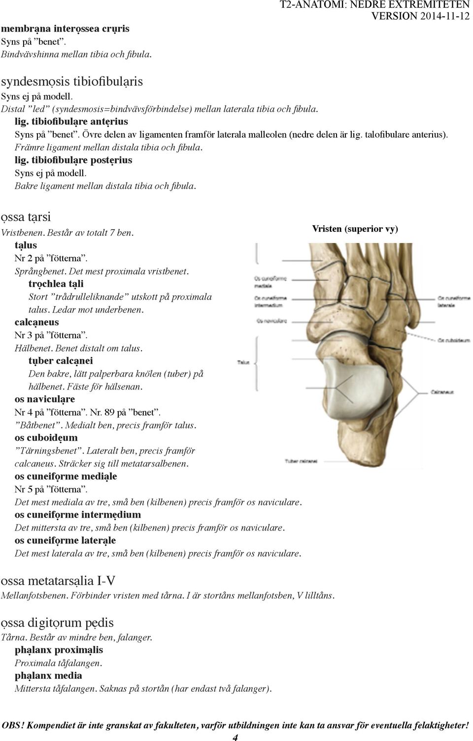 Övre delen av ligamenten framför laterala malleolen (nedre delen är lig. talofibulare anterius). Främre ligament mellan distala tibia och fibula. lig. tibiofibulạre postẹrius Bakre ligament mellan distala tibia och fibula.