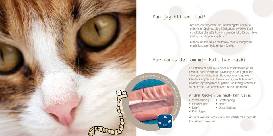 Masken förekommer i Sverige. Hur märks det om min katt har mask? En katt kan ha flera olika typer av mask samtidigt. De flesta maskar syns sällan i avföringen och äggen kan inte ses med blotta ögat.