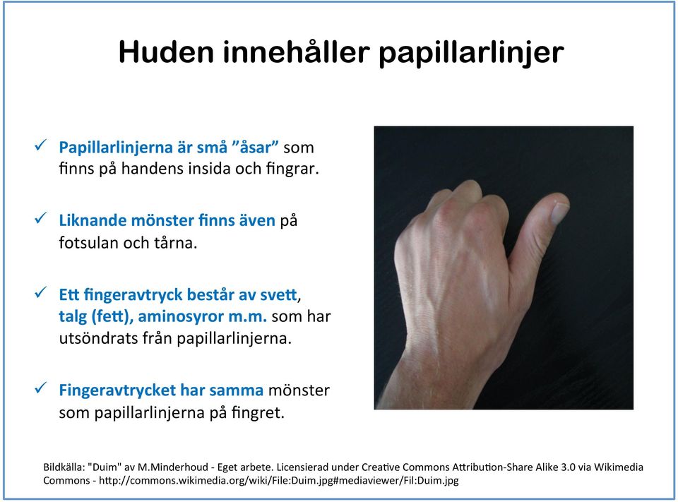 ü Fingeravtrycket har samma mönster som papillarlinjerna på fingret. Bildkälla: "Duim" av M.Minderhoud - Eget arbete.