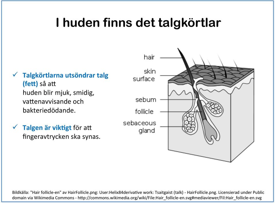 Bildkälla: "Hair follicle- en" av HairFollicle.png: User:Helix84derivaFve work: Tsaitgaist (talk) - HairFollicle.