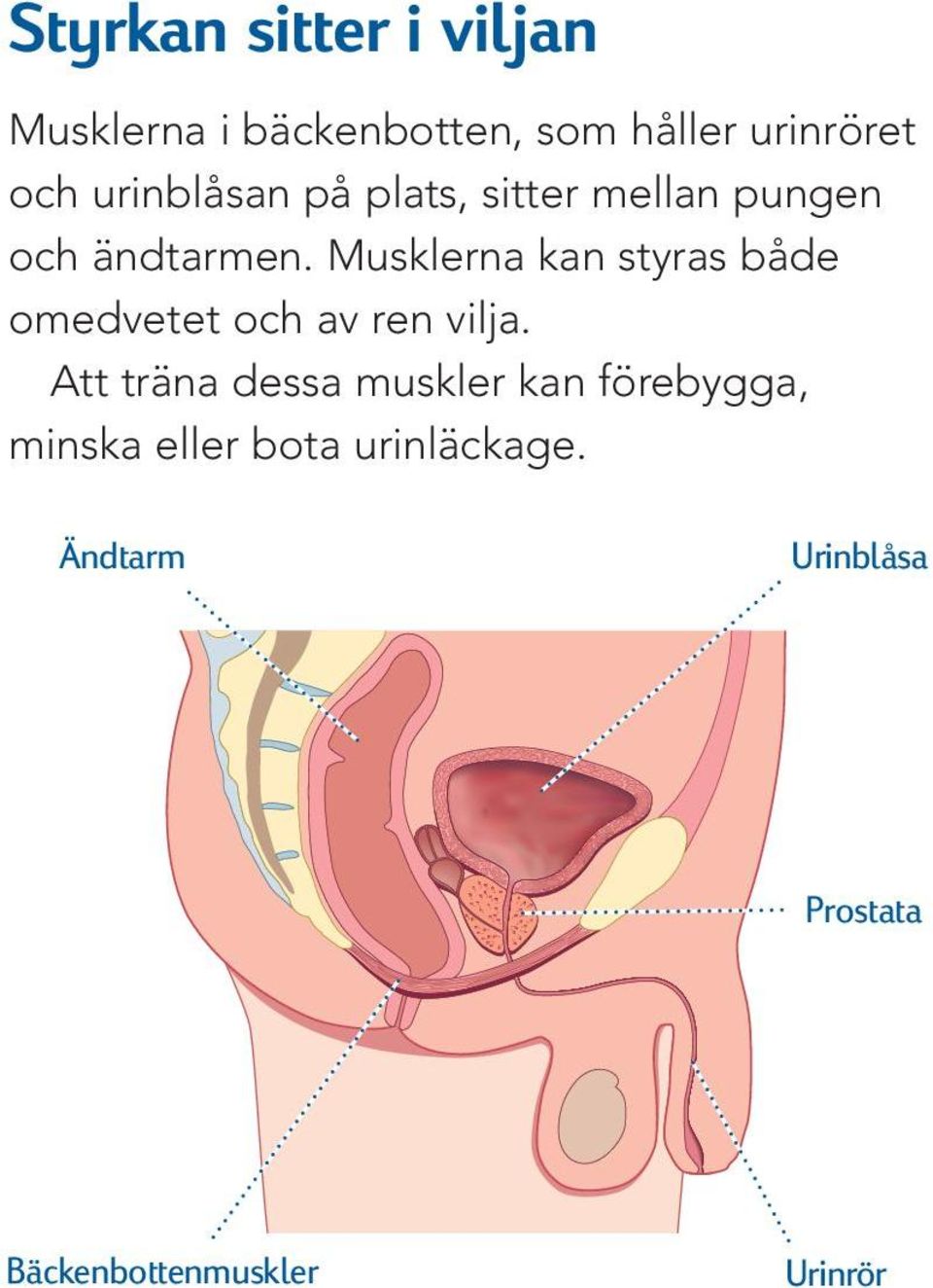 Musklerna kan styras både omedvetet och av ren vilja.