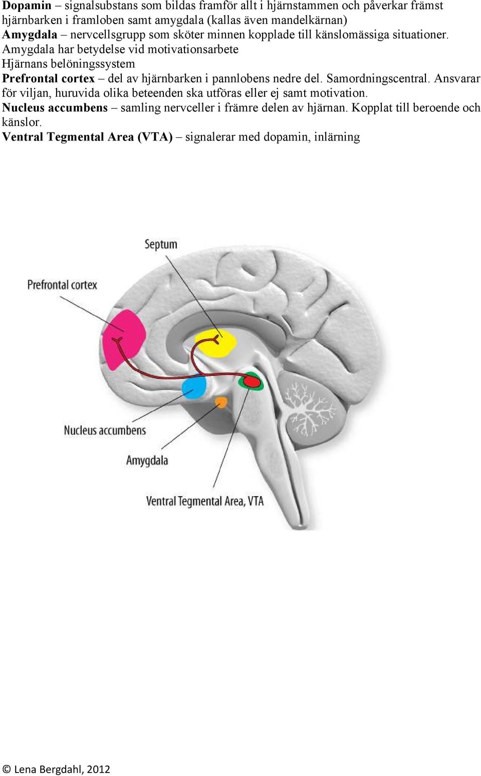 Amygdala har betydelse vid motivationsarbete Hjärnans belöningssystem Prefrontal cortex del av hjärnbarken i pannlobens nedre del. Samordningscentral.