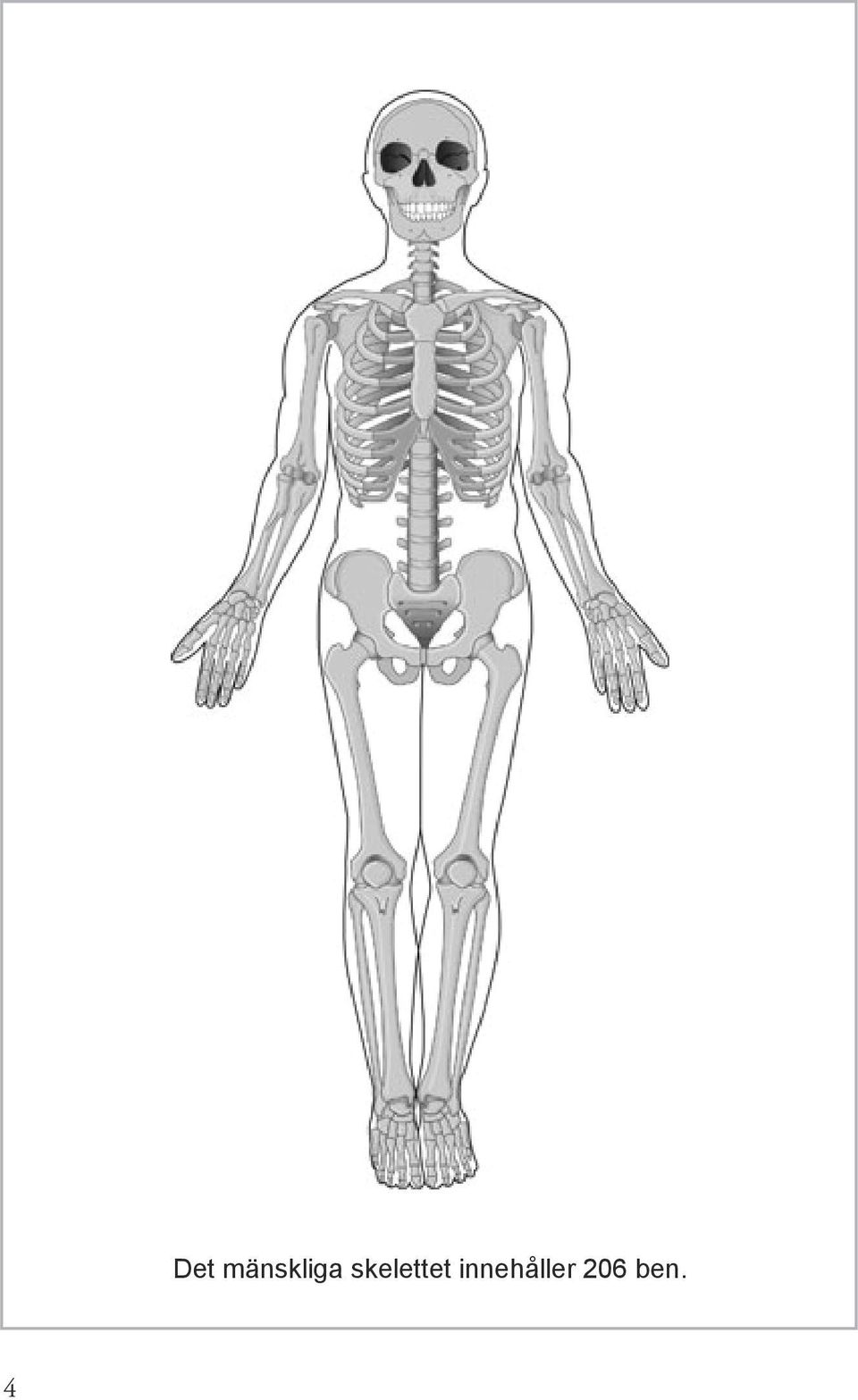 skelettet