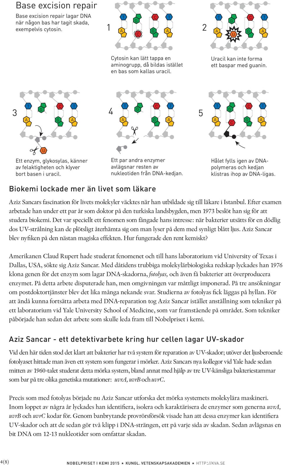 Ett par andra enzymer avlägsnar resten av nukleotiden från DN-kedjan. Hålet fylls igen av DNpolymeras och kedjan klistras ihop av DN-ligas.