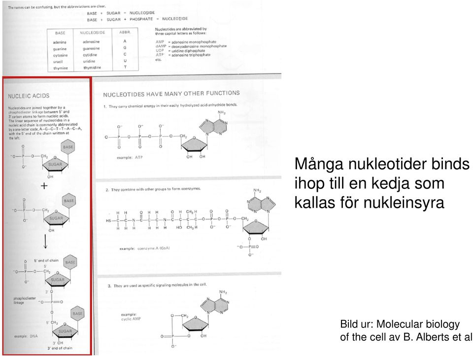 nukleinsyra Bild ur: Molecular