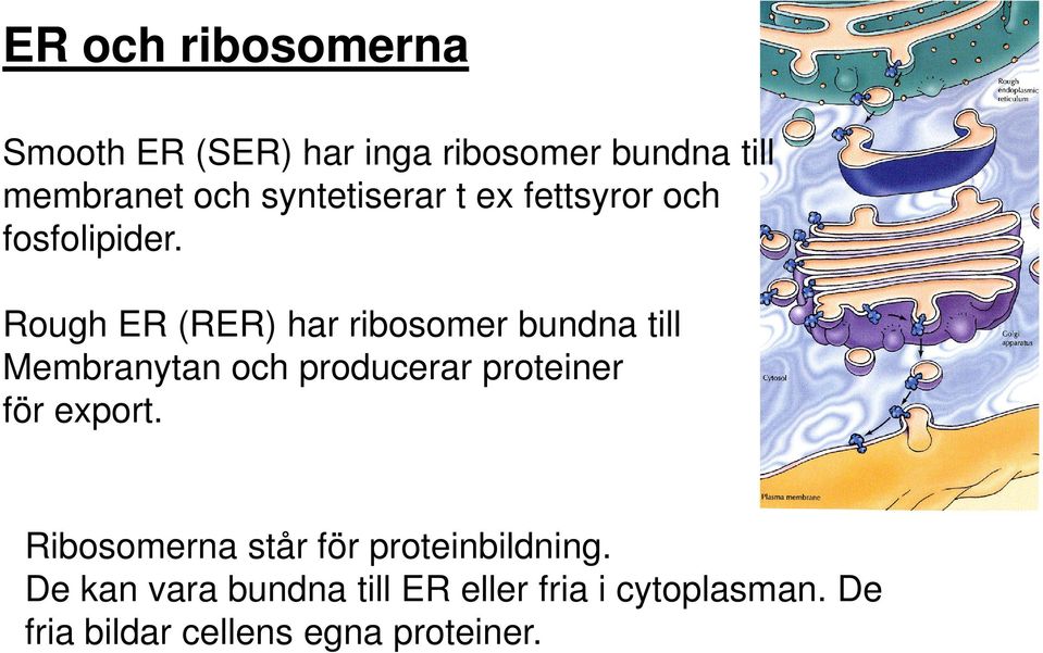 Rough ER (RER) har ribosomer bundna till Membranytan och producerar proteiner för