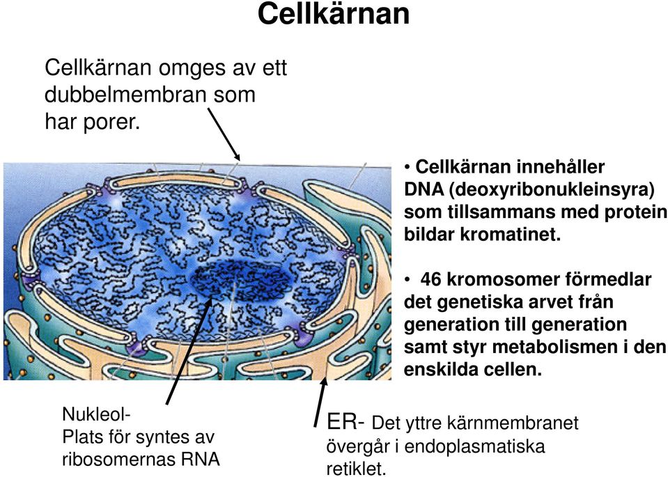 kromatinet.