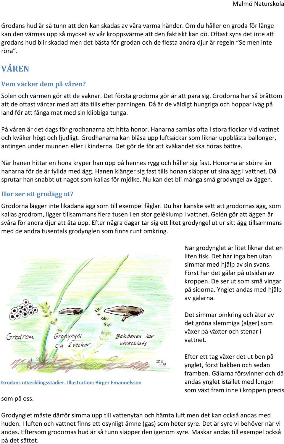 Det första grodorna gör är att para sig. Grodorna har så bråttom att de oftast väntar med att äta tills efter parningen.