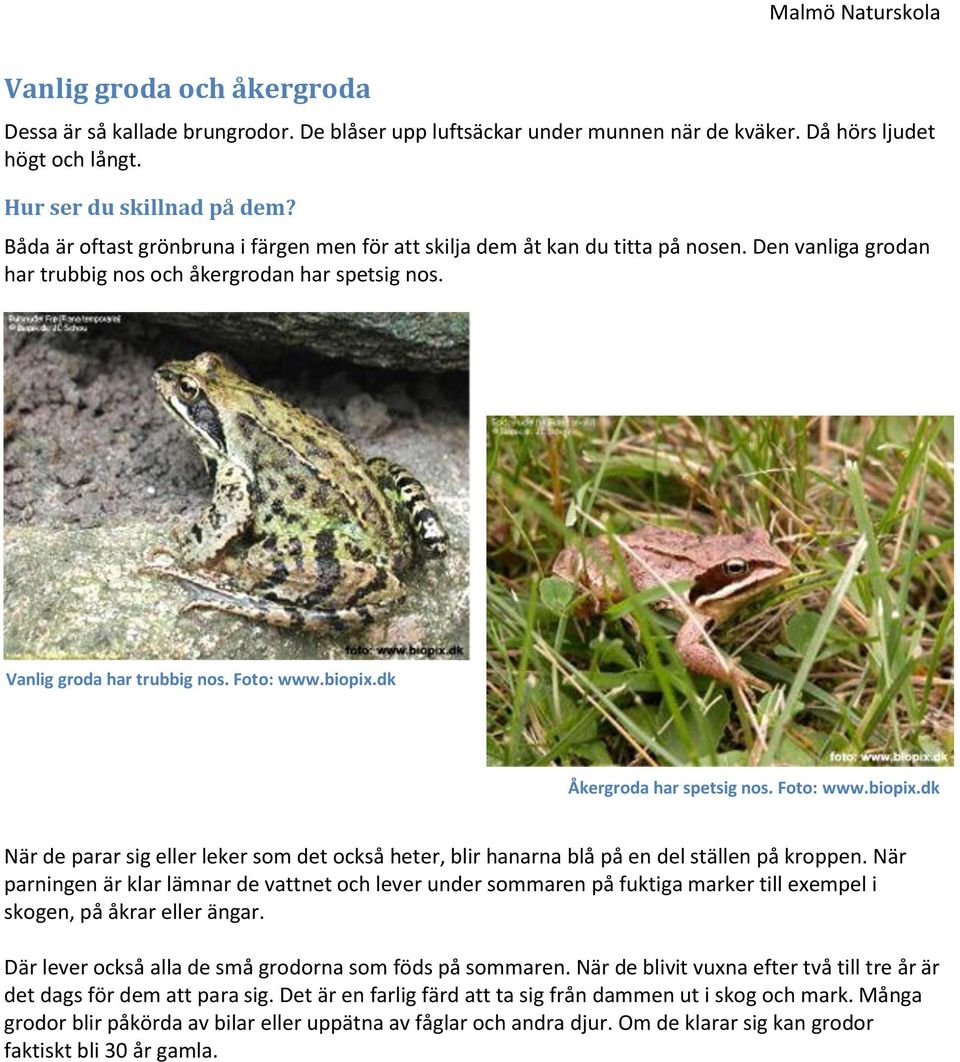 dk Åkergroda har spetsig nos. Foto: www.biopix.dk När de parar sig eller leker som det också heter, blir hanarna blå på en del ställen på kroppen.