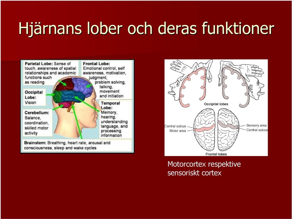 Motorcortex