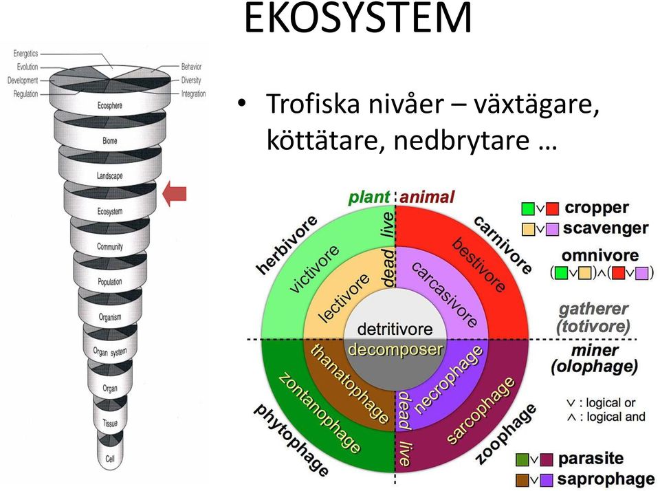 nivåer