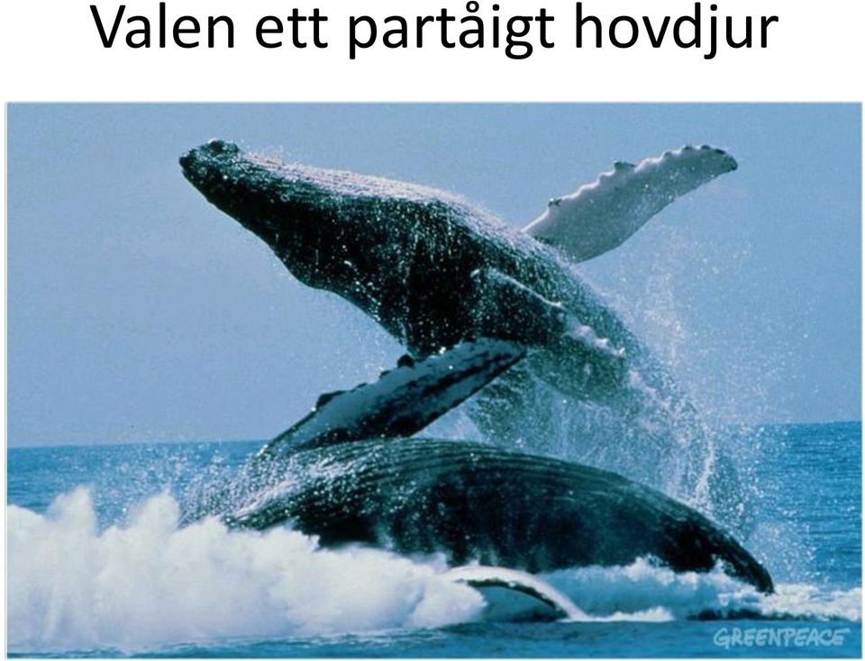 hovdjur
