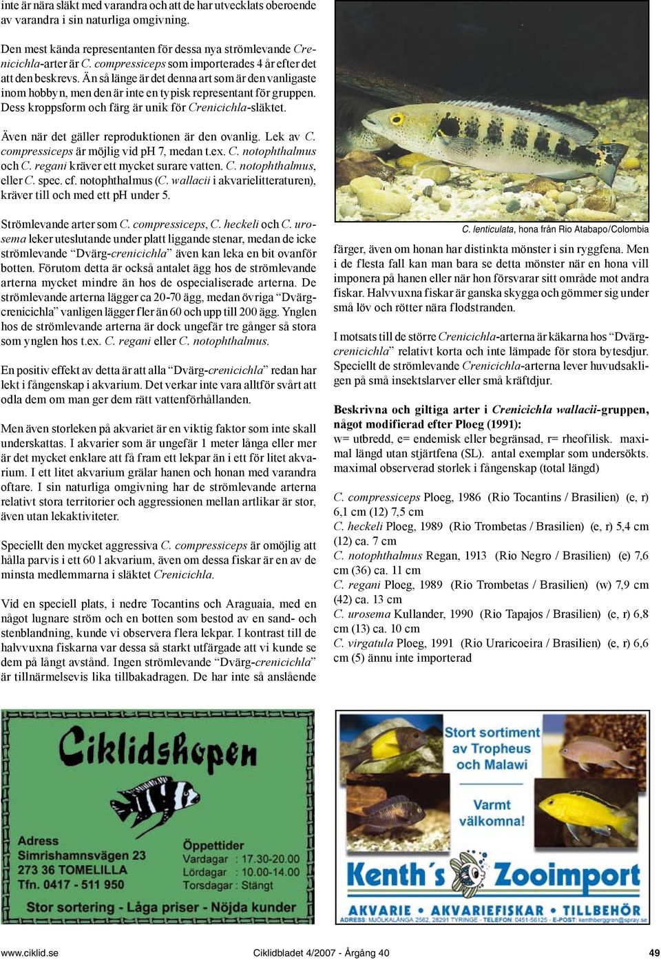 Dess kroppsform och färg är unik för Crenicichla-släktet. Även när det gäller reproduktionen är den ovanlig. Lek av C. compressiceps är möjlig vid ph 7, medan t.ex. C. notophthalmus och C.