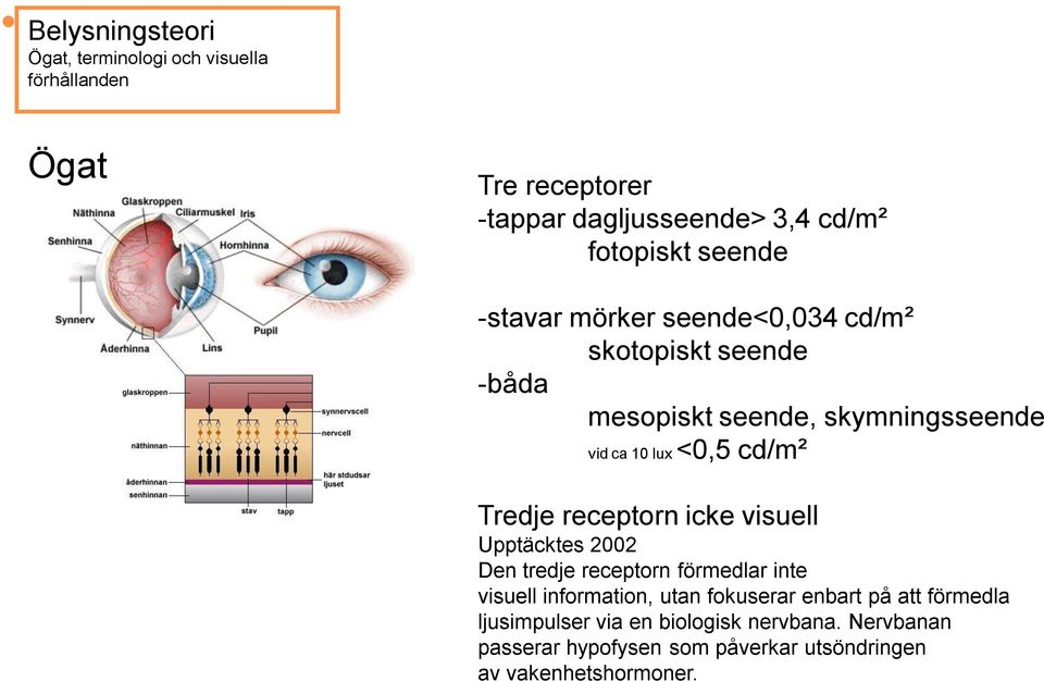 visuell Upptäcktes 2002 Den tredje receptorn förmedlar inte visuell information, utan fokuserar enbart på att