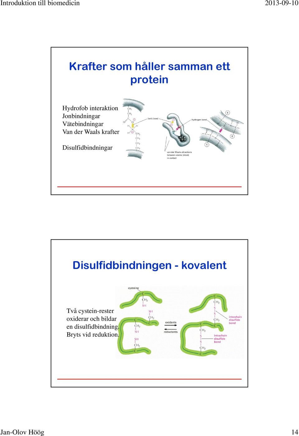 Disulfidbindningar Disulfidbindningen - kovalent Två
