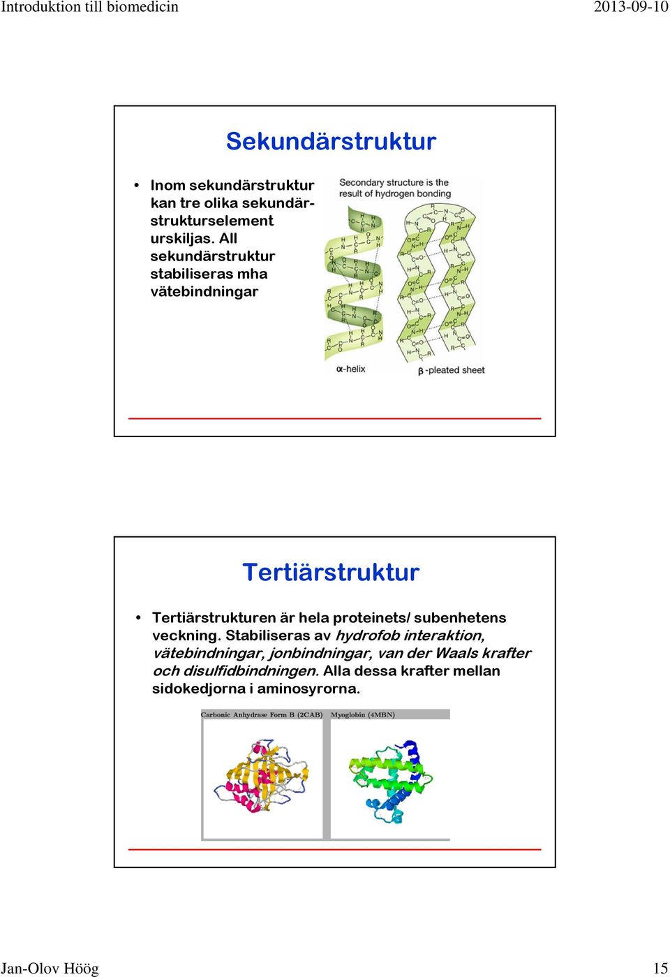 Tertiärstrukturen är hela proteinets/ subenhetens veckning.