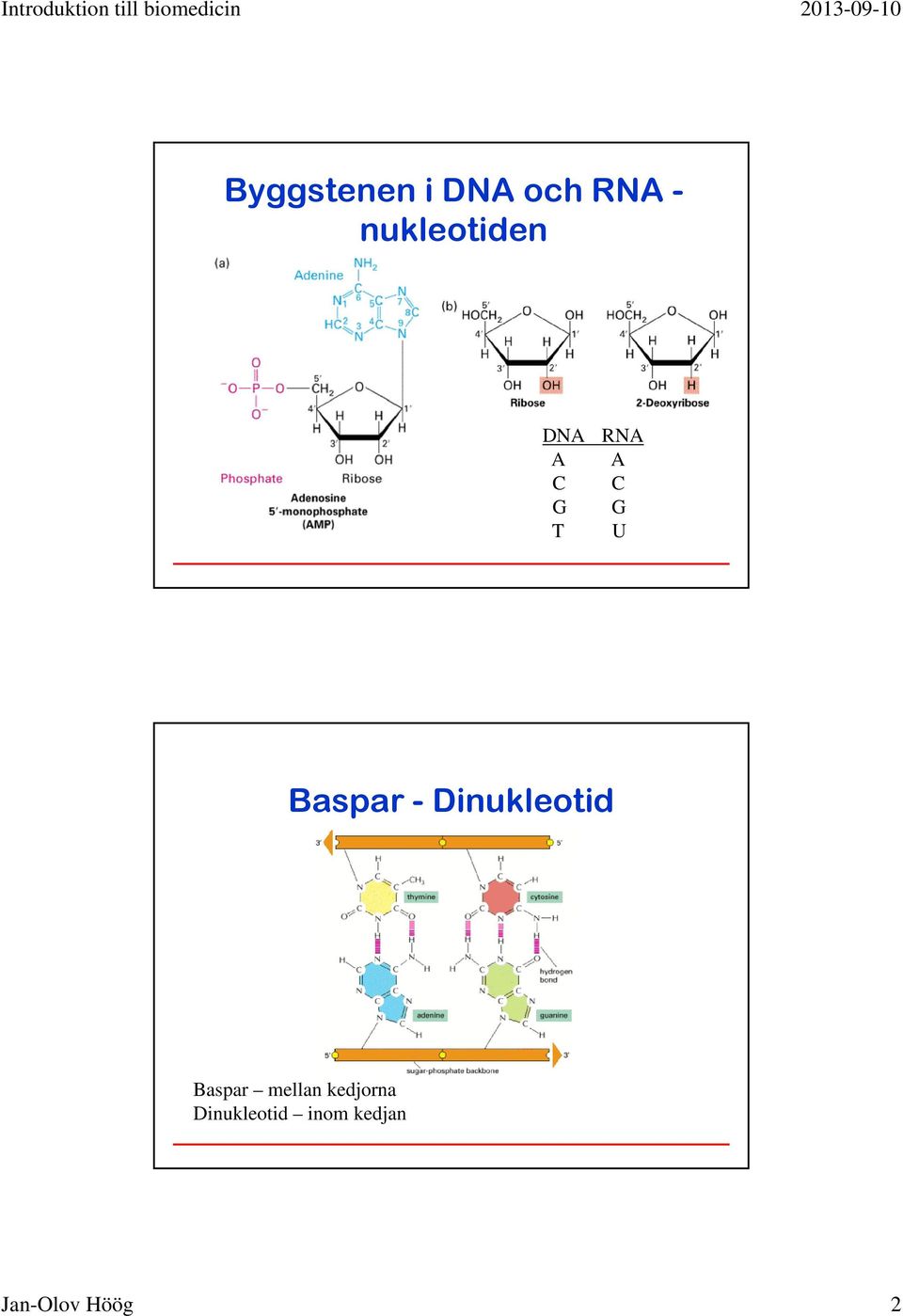 Baspar - Dinukleotid Baspar mellan