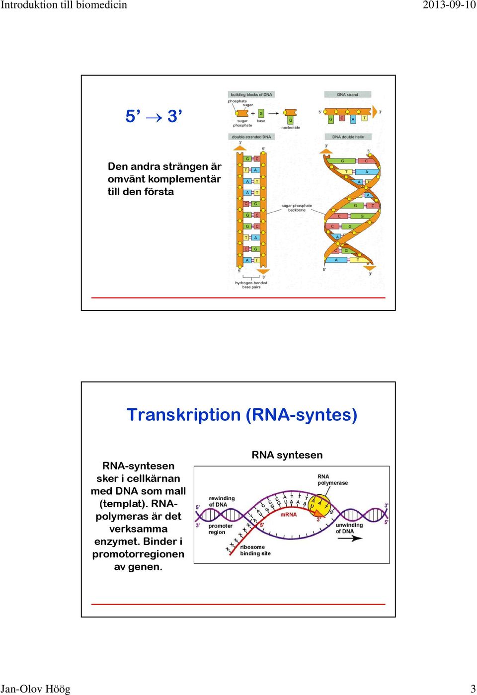 DNA som mall (templat). RNApolymeras är det verksamma enzymet.