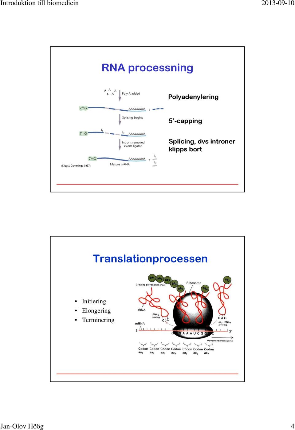 klipps bort Translationprocessen
