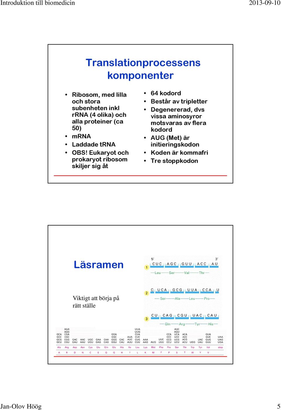 Eukaryot och prokaryot ribosom skiljer sig åt 64 kodord Består av tripletter Degenererad, dvs vissa