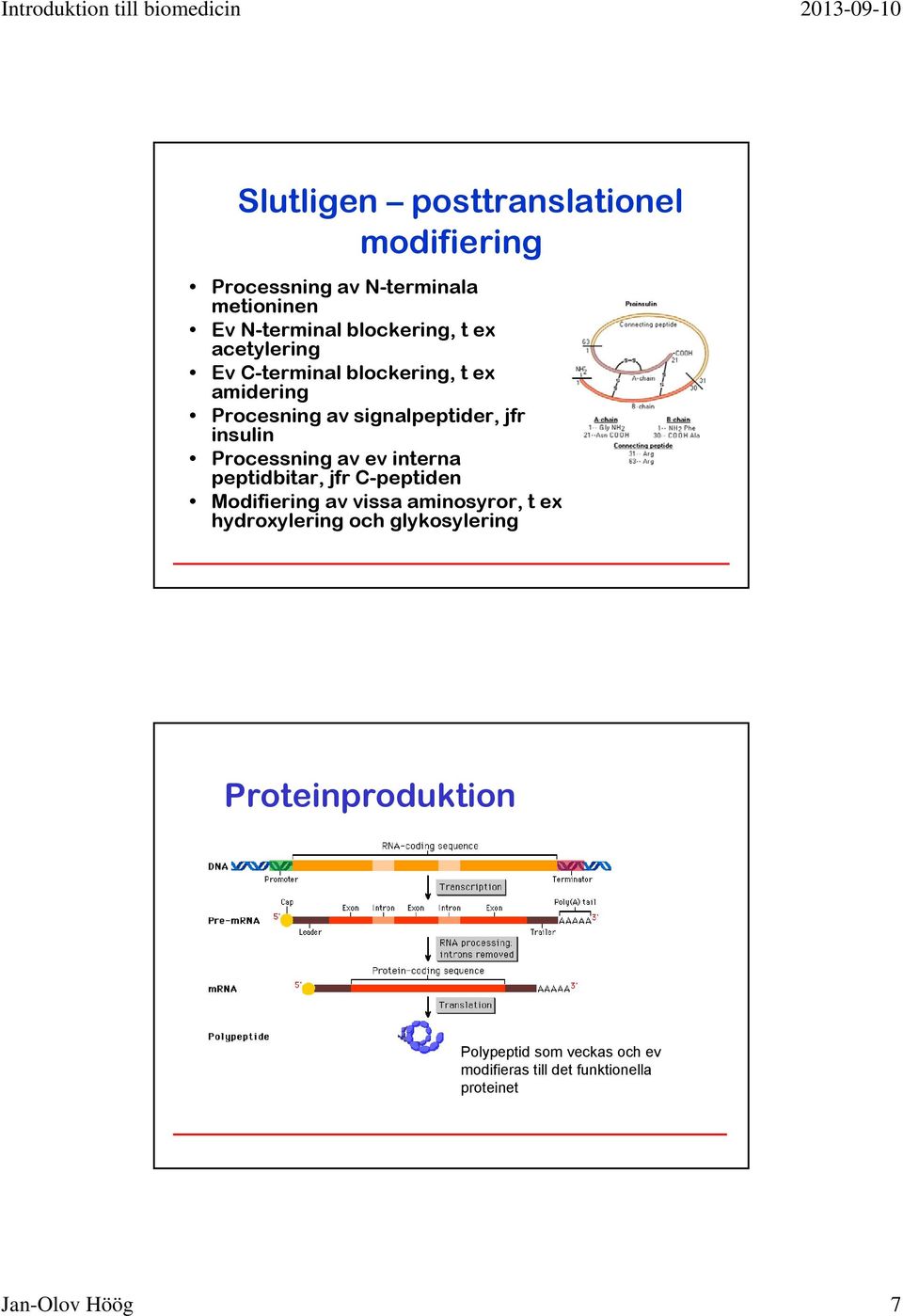 av ev interna peptidbitar, jfr C-peptiden Modifiering av vissa aminosyror, t ex hydroxylering och