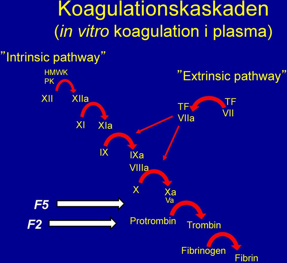 pathway XII XIIa XI XIa TF VIIa TF VII IX IXa