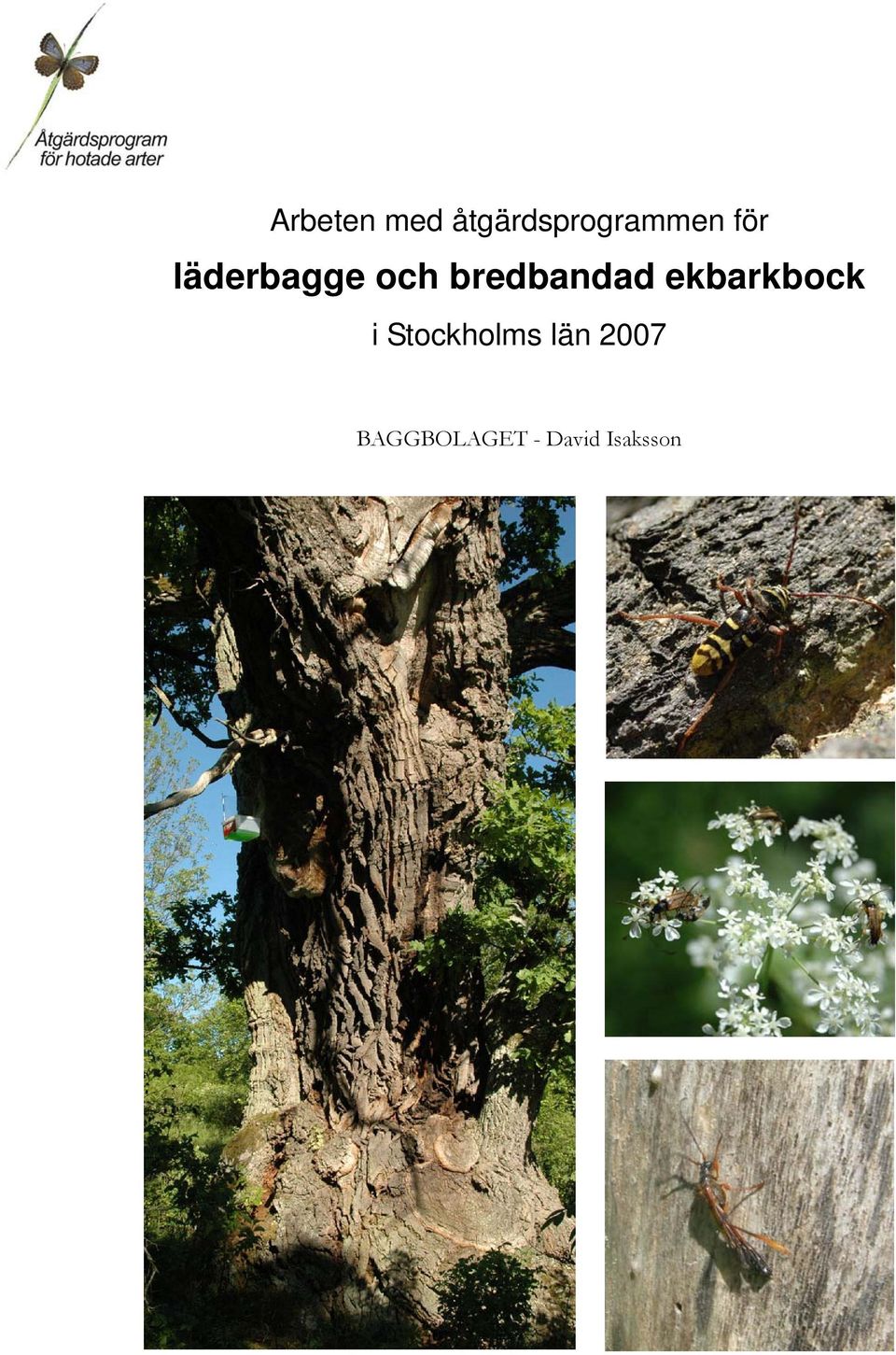 ekbarkbock i Stockholms län