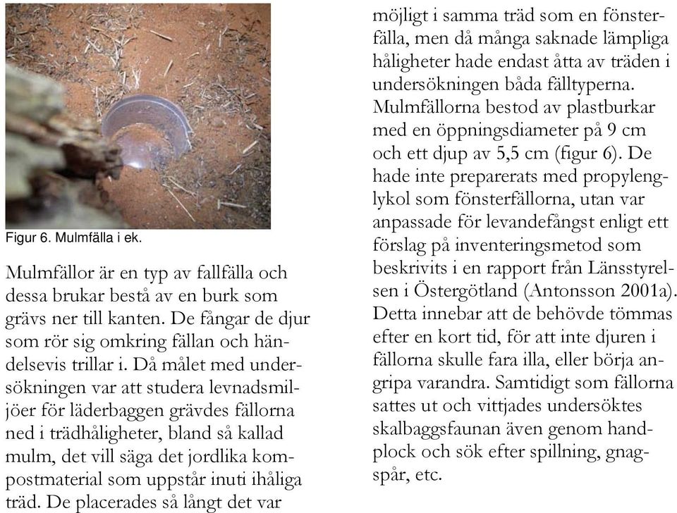 ihåliga träd. De placerades så långt det var möjligt i samma träd som en fönsterfälla, men då många saknade lämpliga håligheter hade endast åtta av träden i undersökningen båda fälltyperna.