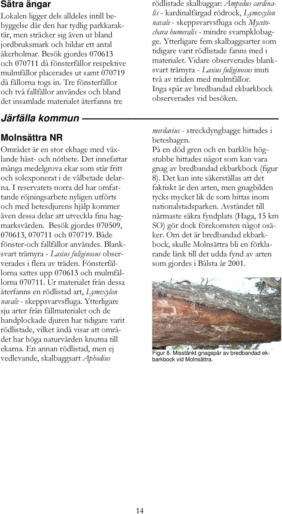 Tre fönsterfällor och två fallfällor användes och bland det insamlade materialet återfanns tre rödlistade skalbaggar: Ampedus cardinalis - kardinalfärgad rödrock, Lymexylon navale - skeppsvarvsfluga