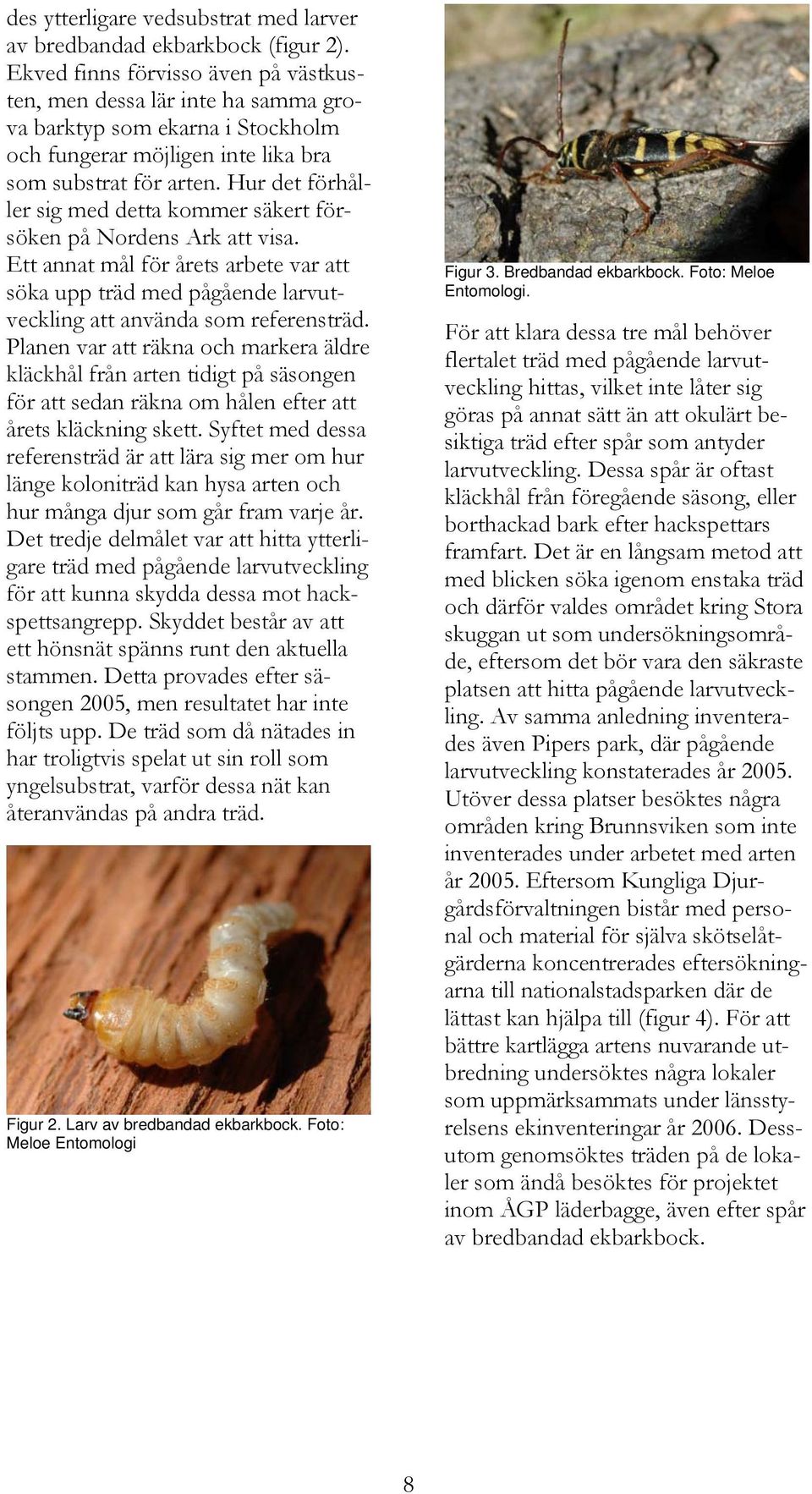 Hur det förhåller sig med detta kommer säkert försöken på Nordens Ark att visa. Ett annat mål för årets arbete var att söka upp träd med pågående larvutveckling att använda som referensträd.