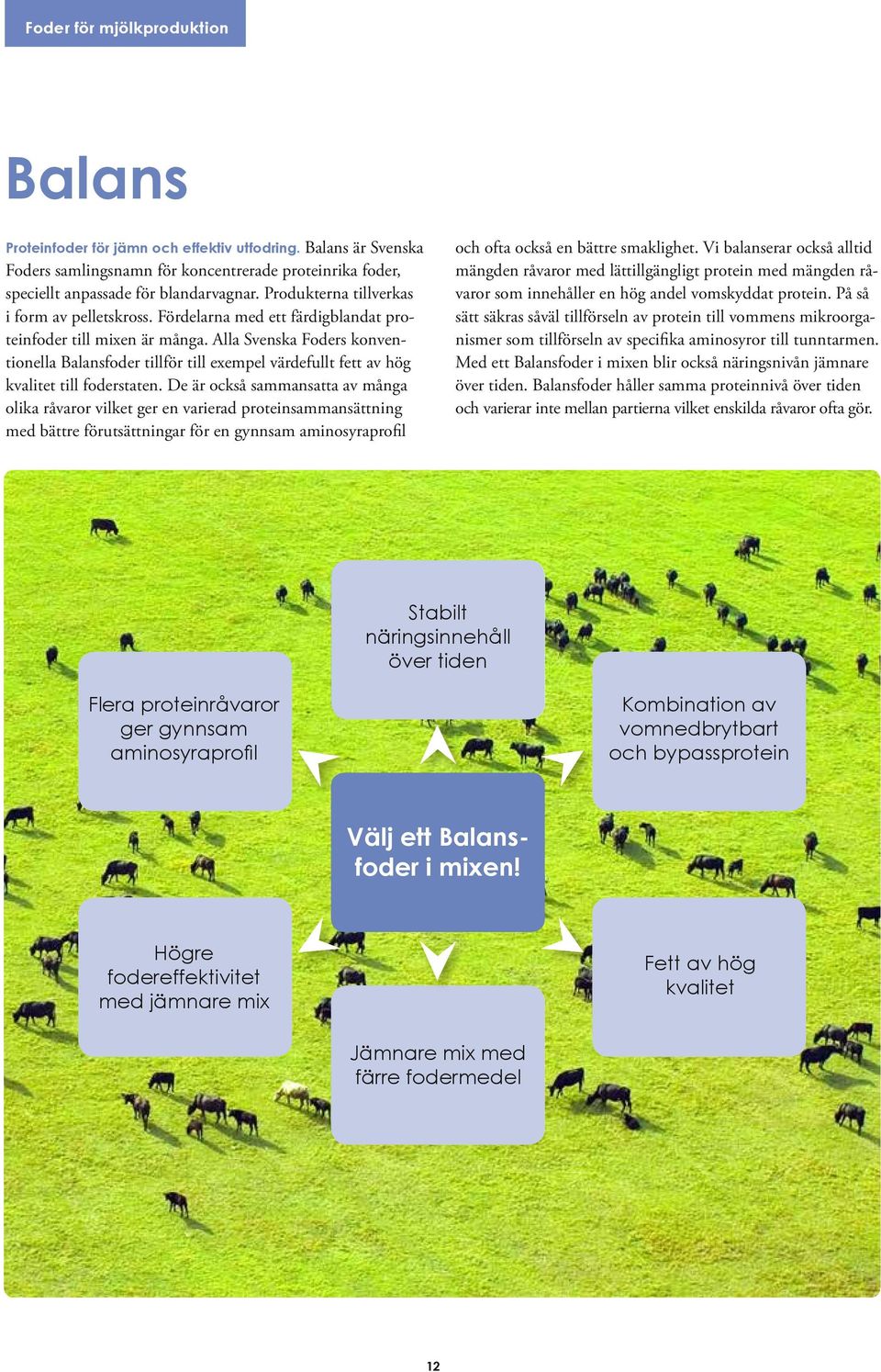 Alla Svenska Foders konventionella Balansfoder tillför till exempel värdefullt fett av hög kvalitet till foderstaten.