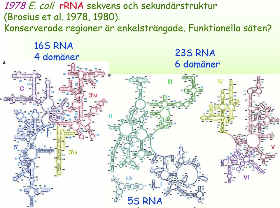 (Brosius et al. 1978, 1980).