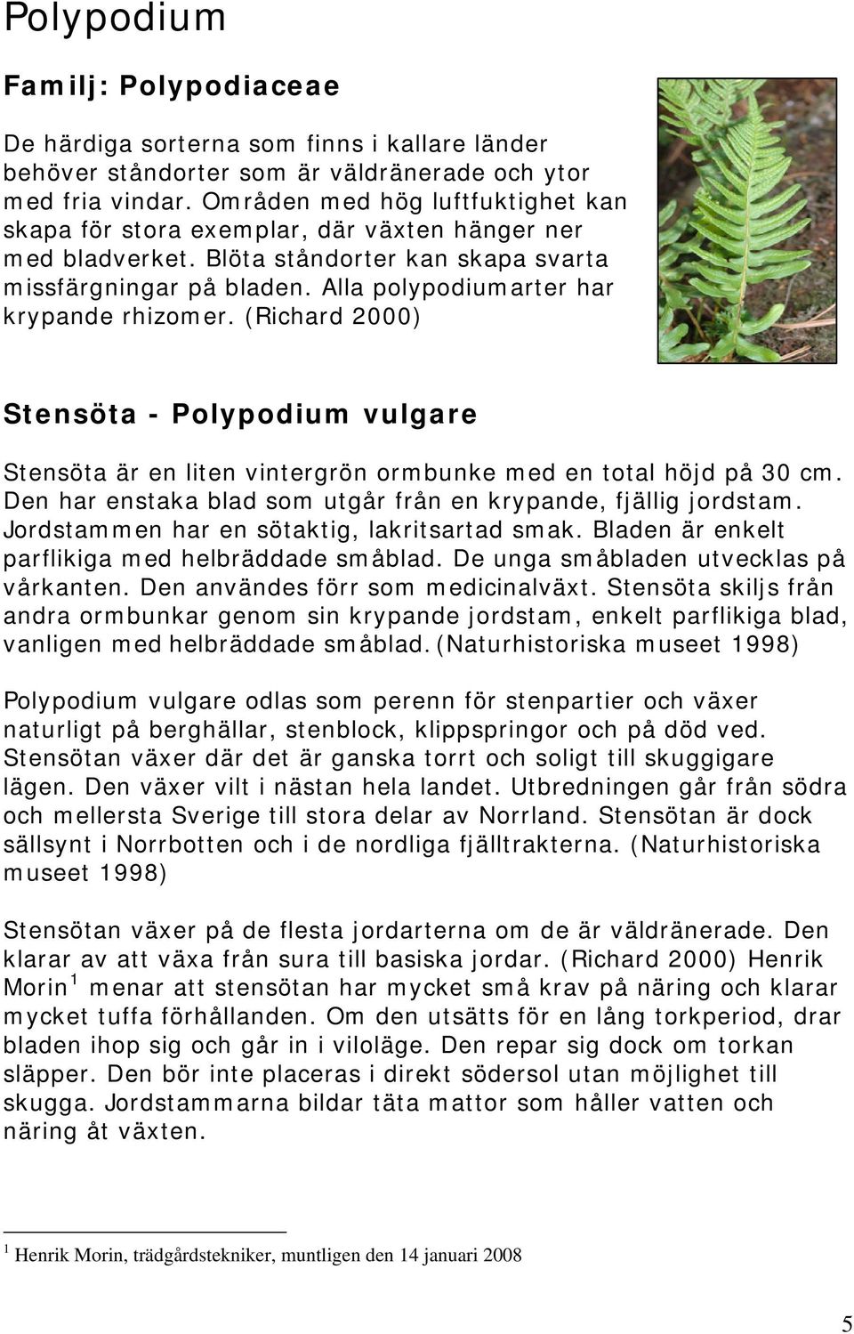 Alla polypodiumarter har krypande rhizomer. (Richard 2000) Stensöta - Polypodium vulgare Stensöta är en liten vintergrön ormbunke med en total höjd på 30 cm.