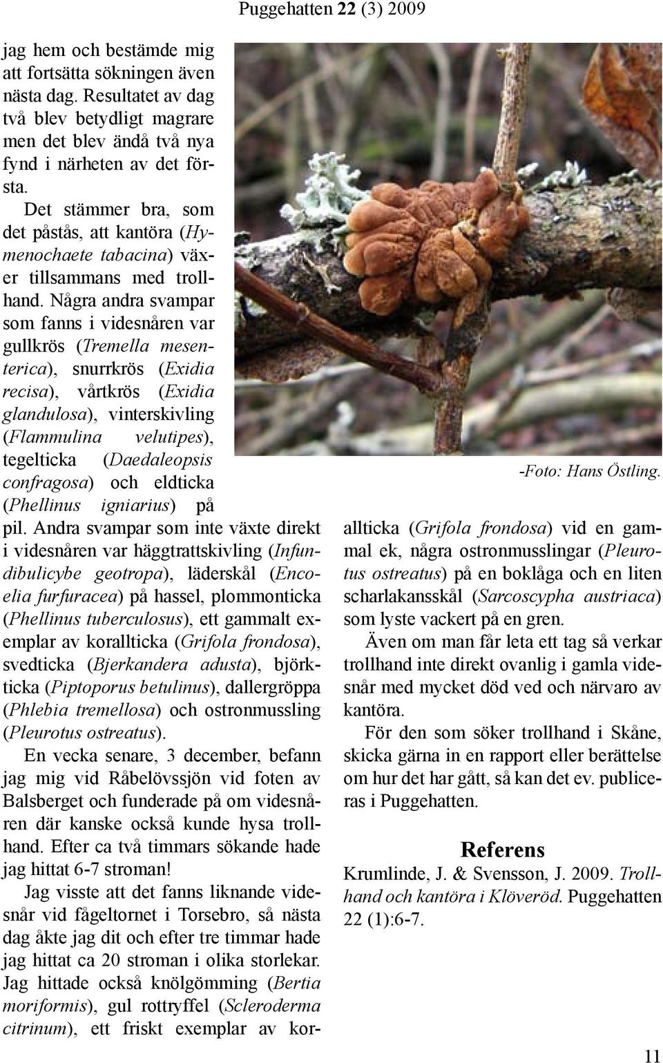 Några andra svampar som fanns i videsnåren var gullkrös (Tremella mesenterica), snurrkrös (Exidia recisa), vårtkrös (Exidia glandulosa), vinterskivling (Flammulina velutipes), tegelticka
