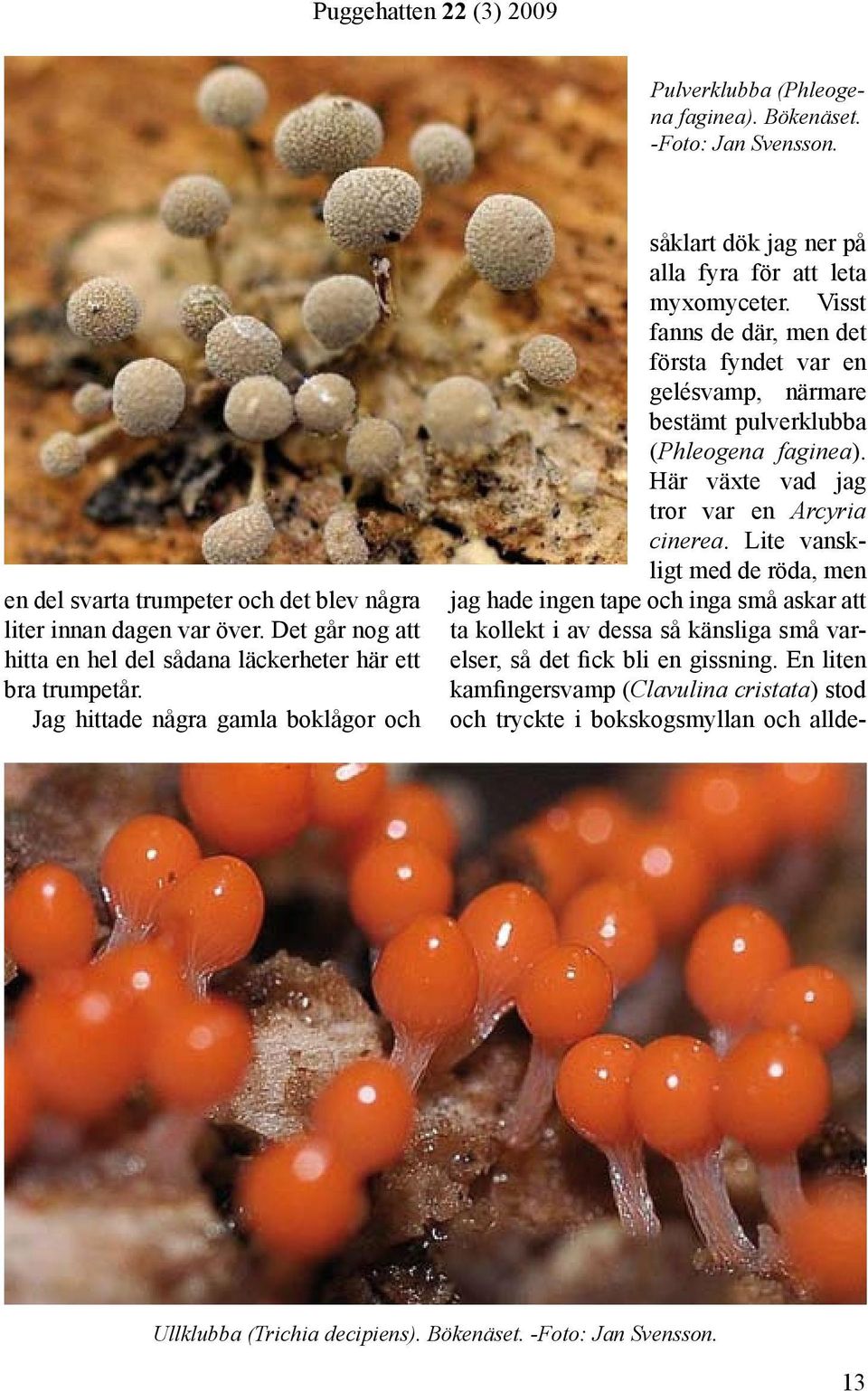 Visst fanns de där, men det första fyndet var en gelésvamp, närmare bestämt pulverklubba (Phleogena faginea). Här växte vad jag tror var en Arcyria cinerea.