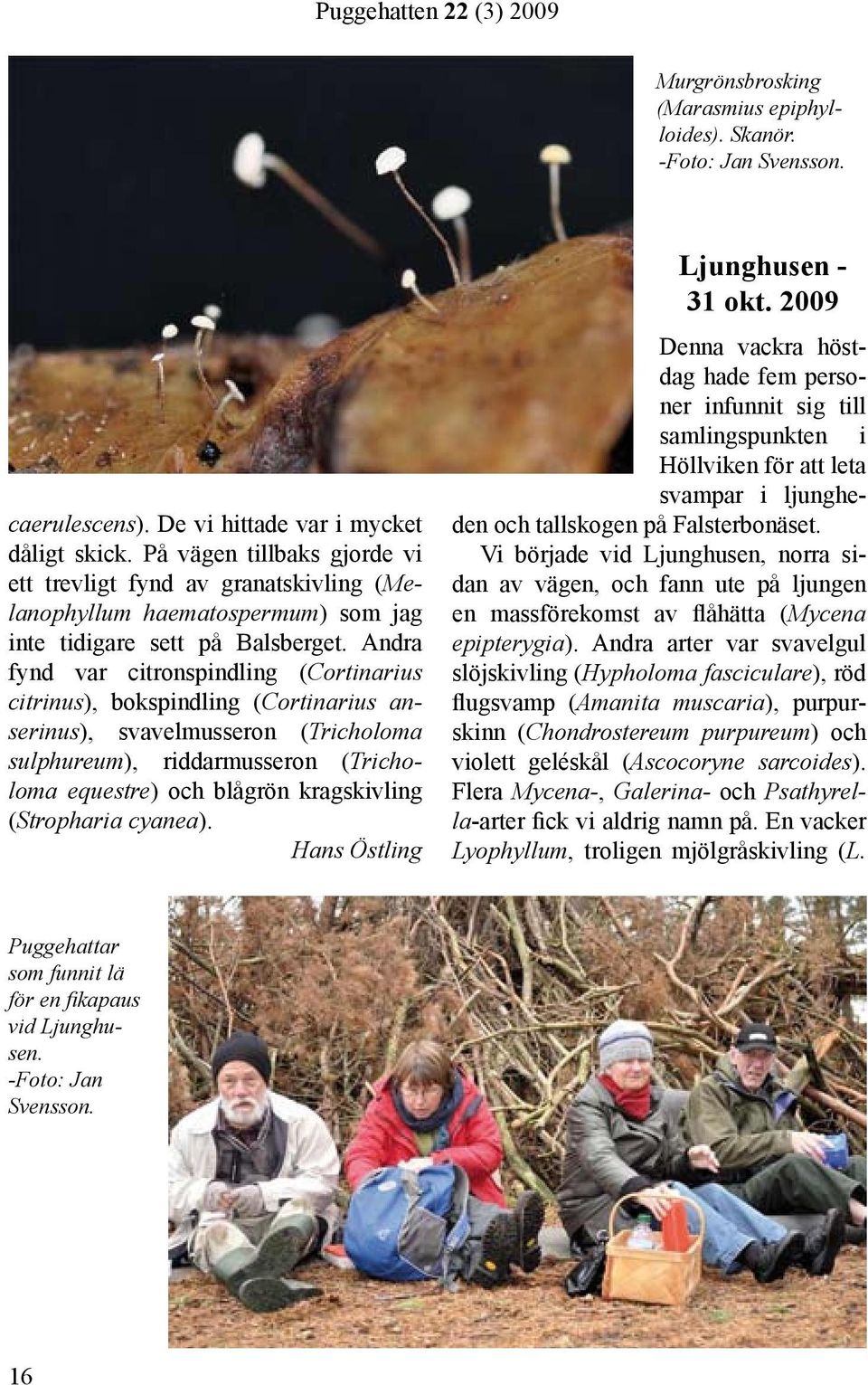 Andra fynd var citronspindling (Cortinarius citrinus), bokspindling (Cortinarius anserinus), svavelmusseron (Tricholoma sulphureum), riddarmusseron (Tricholoma equestre) och blågrön kragskivling