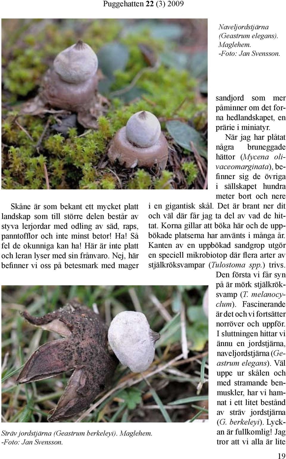 Här är inte platt och leran lyser med sin frånvaro. Nej, här befinner vi oss på betesmark med mager Sträv jordstjärna (Geastrum berkeleyi). Maglehem. -Foto: Jan Svensson.