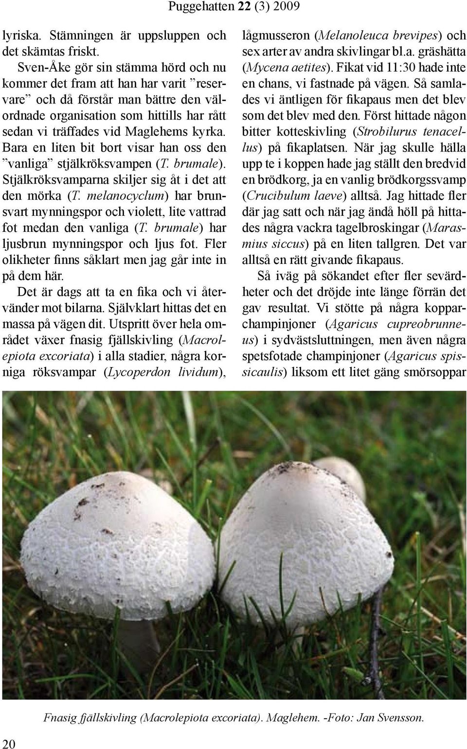 Bara en liten bit bort visar han oss den vanliga stjälkröksvampen (T. brumale). Stjälkröksvamparna skiljer sig åt i det att den mörka (T.