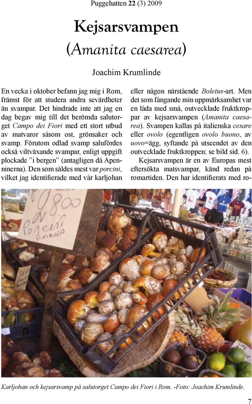 Förutom odlad svamp salufördes också viltväxande svampar, enligt uppgift plockade i bergen (antagligen då Apenninerna).