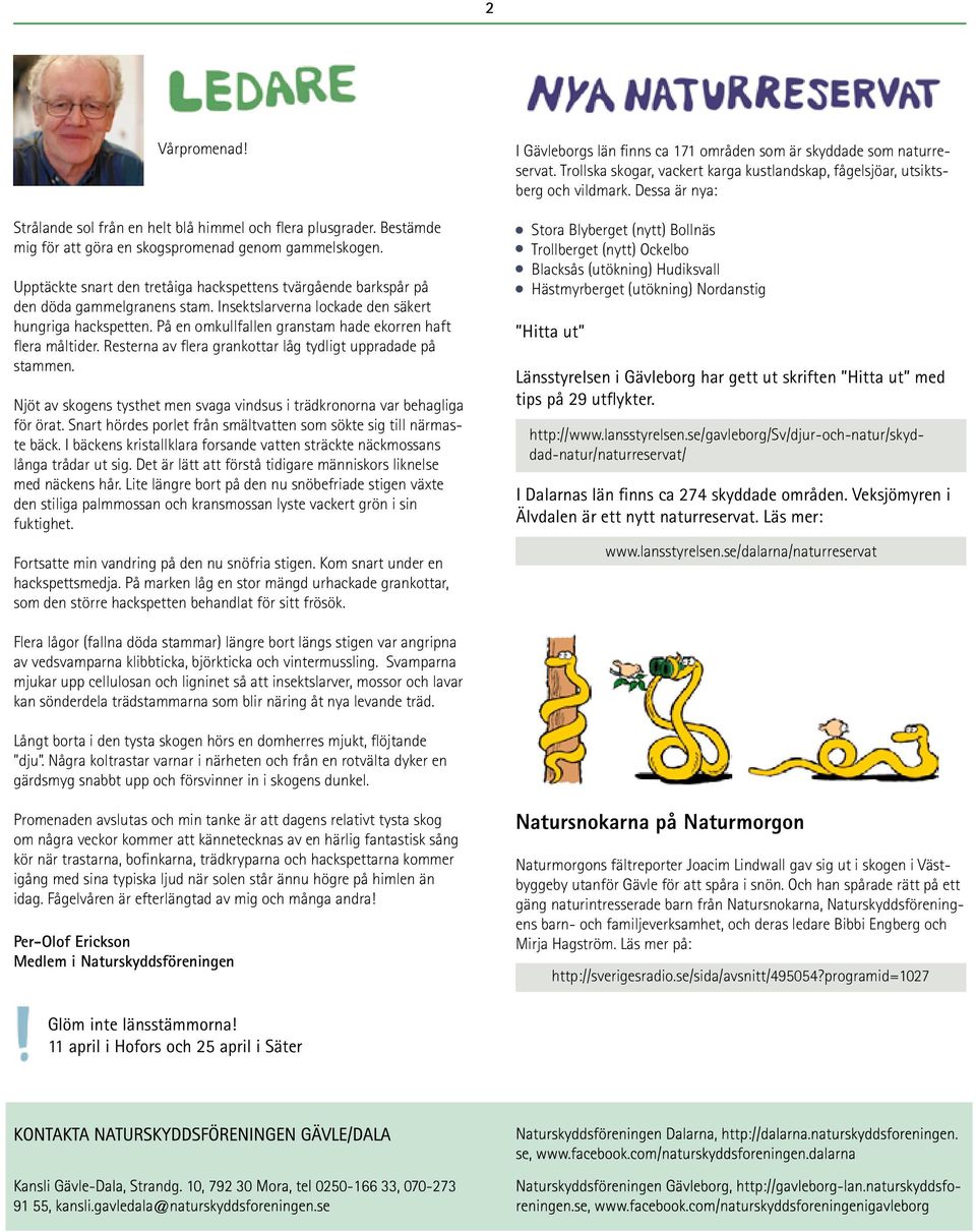 På en omkullfallen granstam hade ekorren haft flera måltider. Resterna av flera grankottar låg tydligt uppradade på stammen.