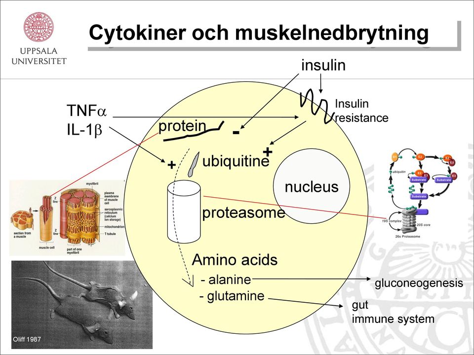 nucleus Insulin resistance Amino acids -