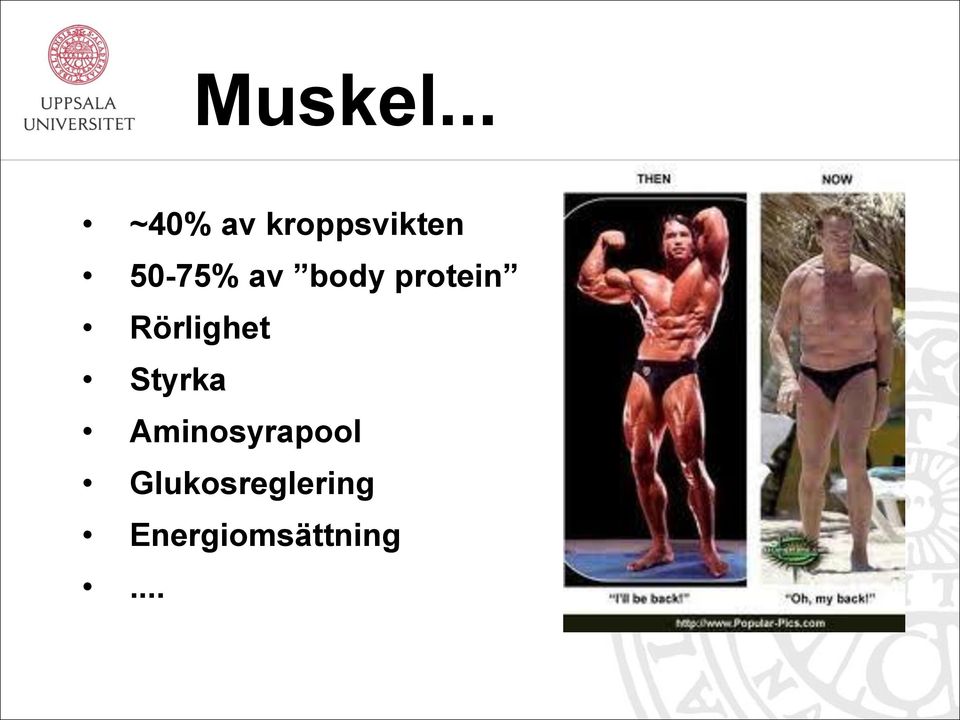 50-75% av body protein