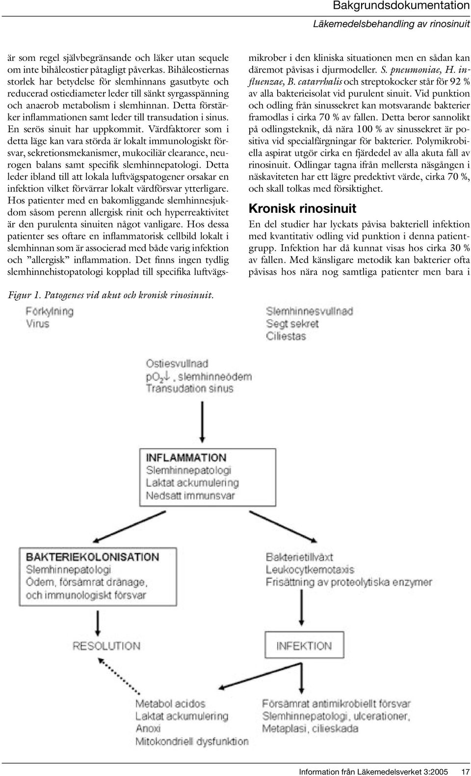 Detta förstärker inflammationen samt leder till transudation i sinus. En serös sinuit har uppkommit.