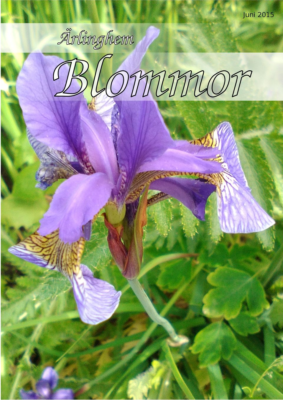 Blommor