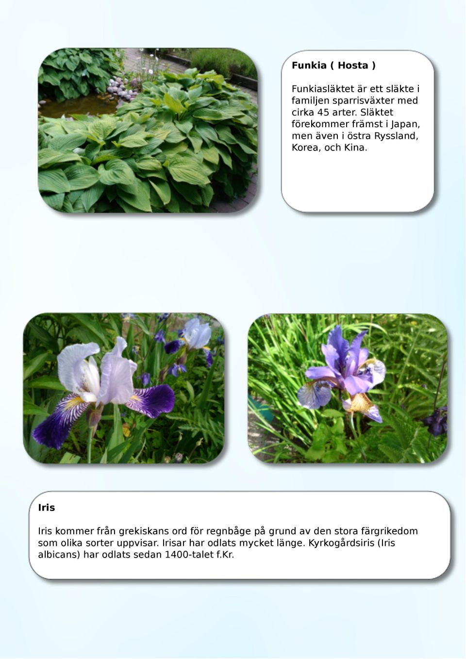 Iris Iris kommer från grekiskans ord för regnbåge på grund av den stora färgrikedom som olika