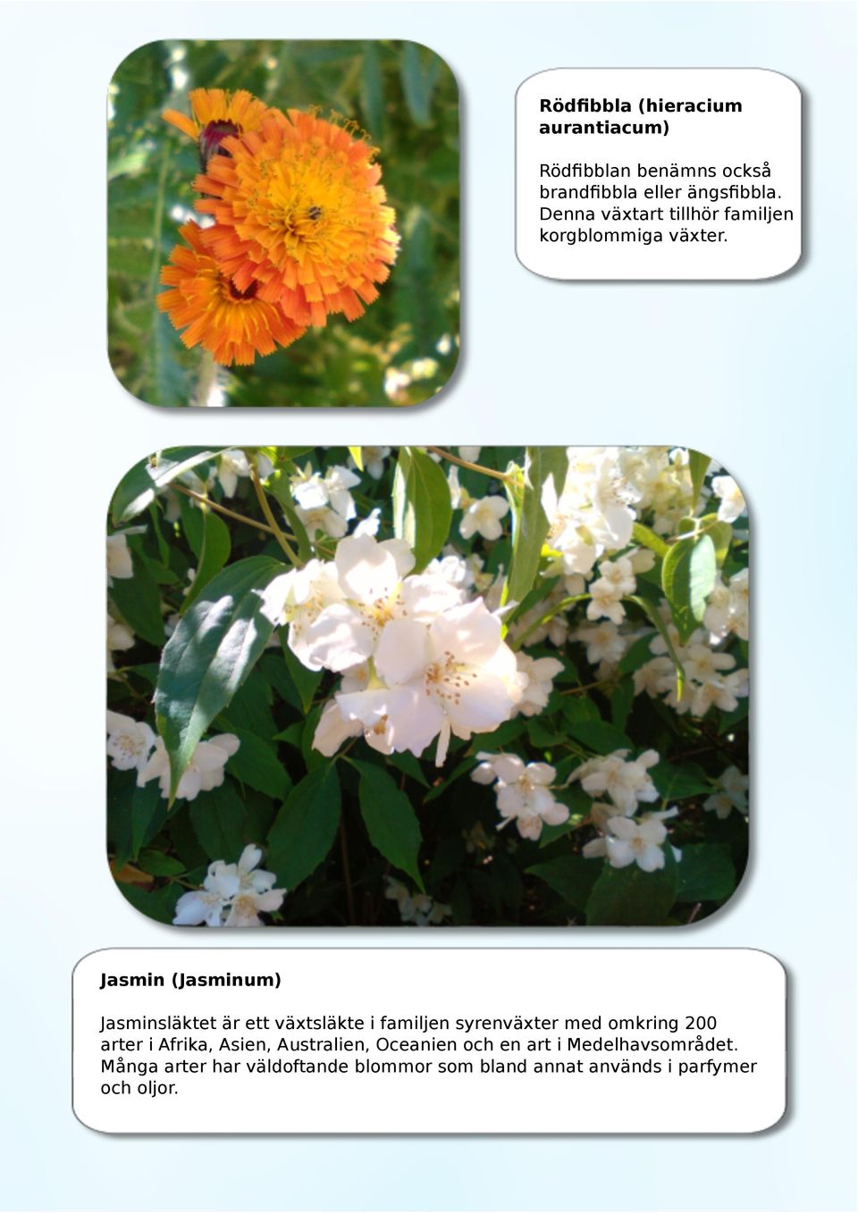 Jasmin (Jasminum) Jasminsläktet är ett växtsläkte i familjen syrenväxter med omkring 200 arter